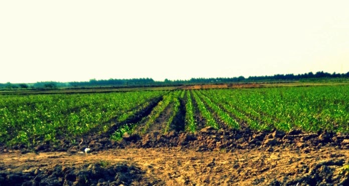 teknologi penyiapan dan pengolahan lahan basah dan lahan kering