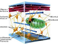 Cytoskeleton Diagram Cytoskeleton Diagram
