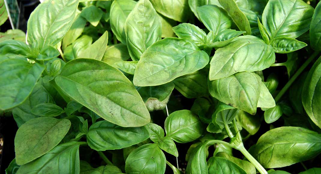 Health Benefits Of Basil Leaves That You Should Know Healt