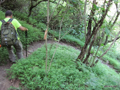 Caminando por el sendero que lleva de El Pandito hasta muy cerca del Centro ceremonial Huichol