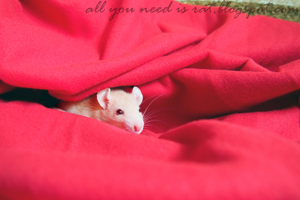 all you need is rat red rat carpet ;)