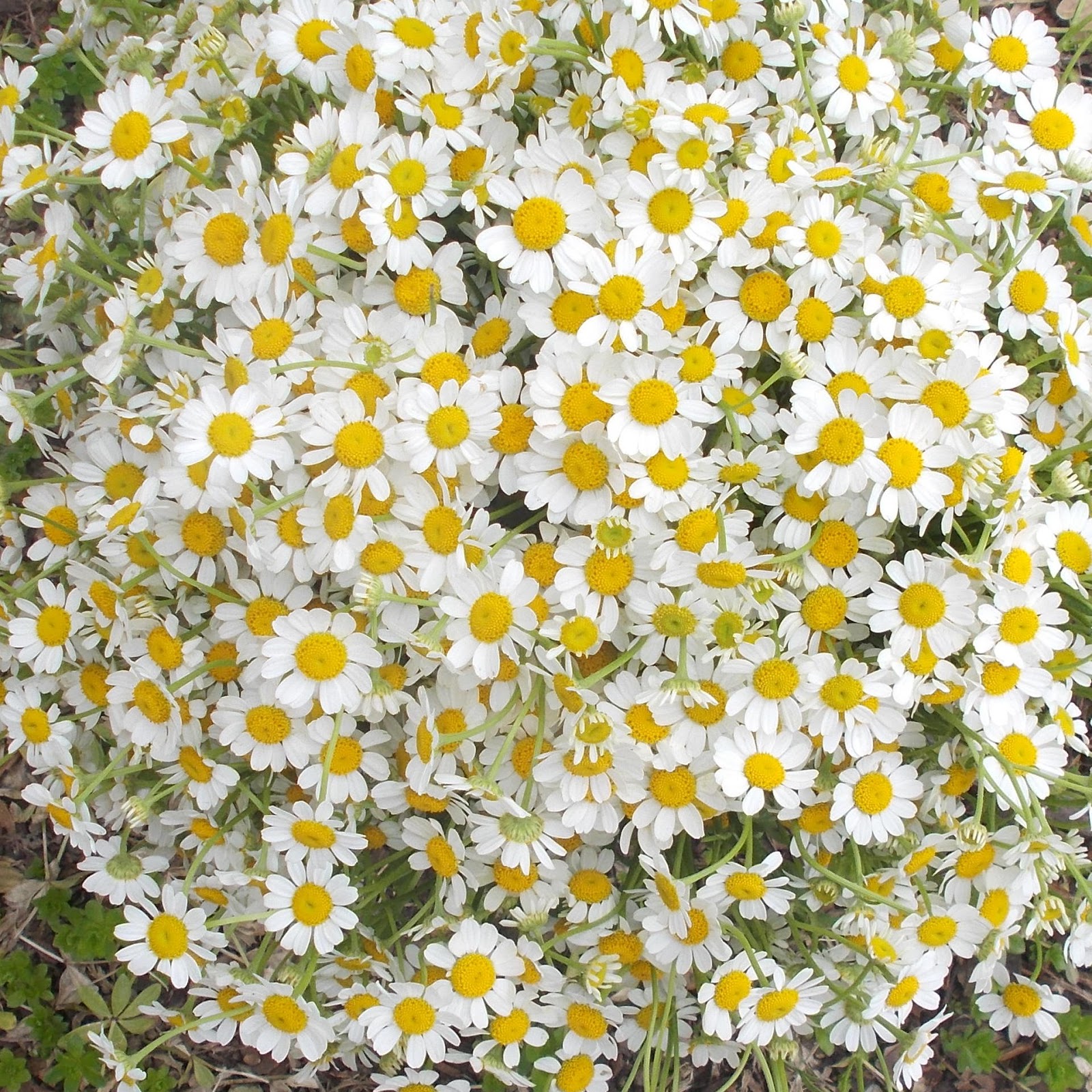 Chamomile Little daisies Plants, Flowers, Chamomiles