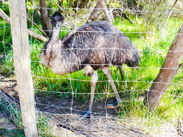 animals only found in australia animals only found in australia