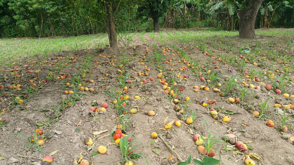 VICTORIA,YORO, HONDURAS. MANGOS EN MAYO Y JUNIO.