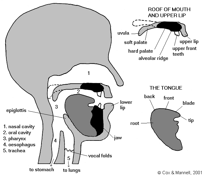 Phonics and Phonology February 2014