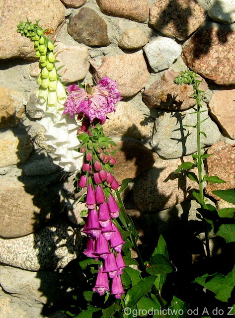 Naparstnica purpurowa Digitalis purpurea