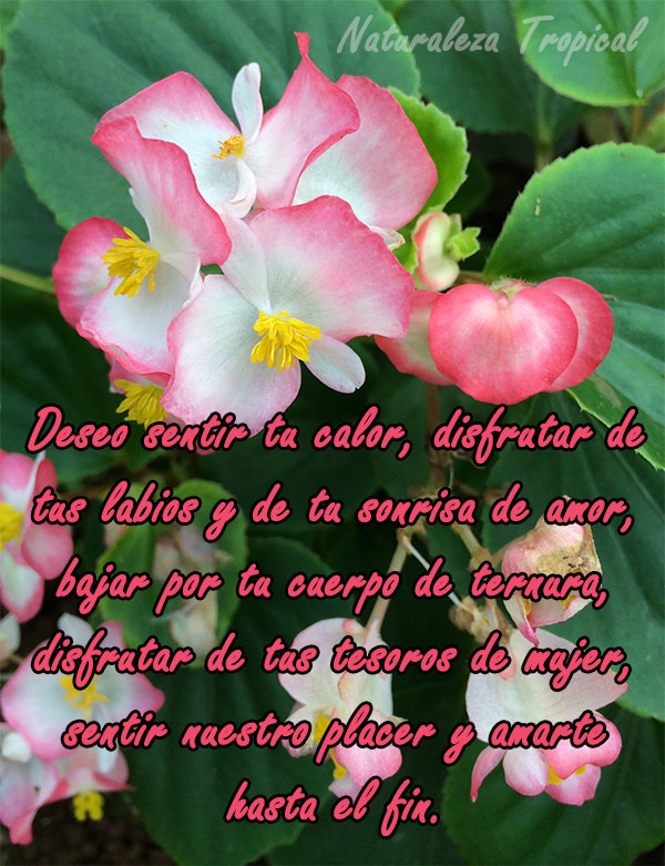  Deseo sentir tu calor, disfrutar de tus labios y de tu sonrisa de amor, bajar por tu cuerpo de ternura, disfrutar de tus tesoros de mujer, sentir nuestro placer y amarte hasta el fin.