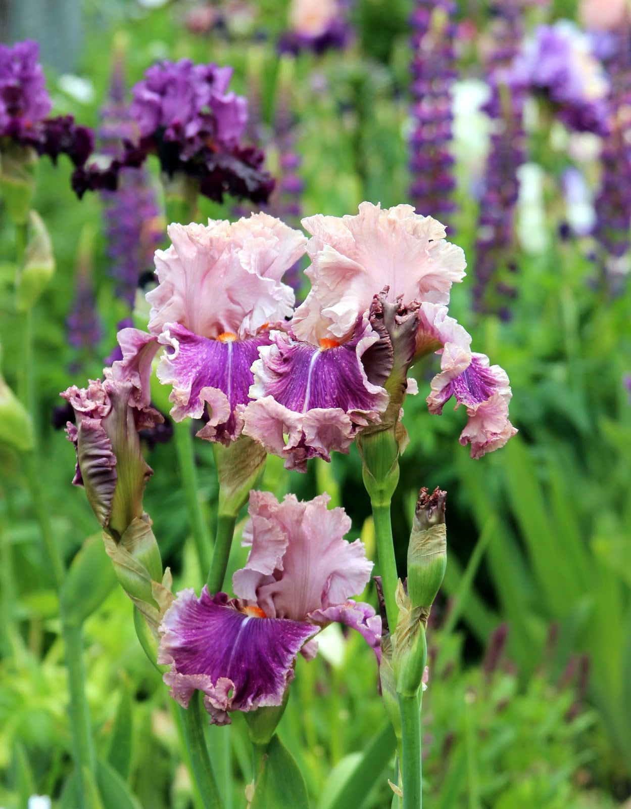 World of Irises "Talking Irises" TALL BEARDED IRISES COMPANION PLANTS
