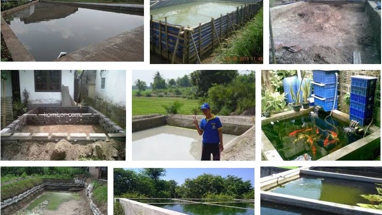 Tahapan Membuat Kolam Ikan Gurame Lengkap Dengan Gambar