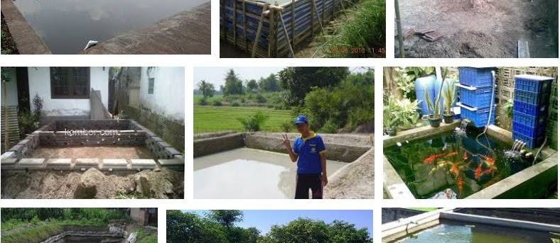 Tahapan Membuat Kolam Ikan Gurame Lengkap dengan Gambar