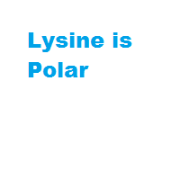 Lysine is Polar Lysine is Polar