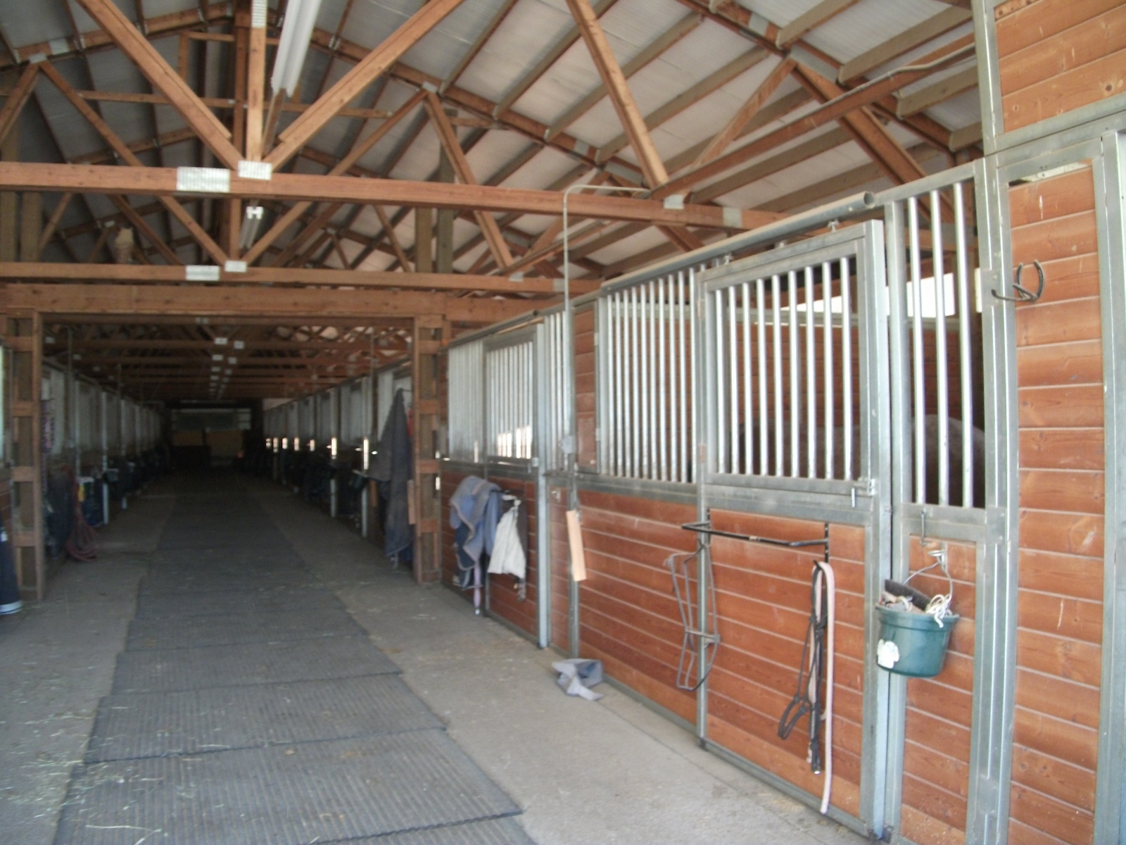 I is Roxie! New Horse House