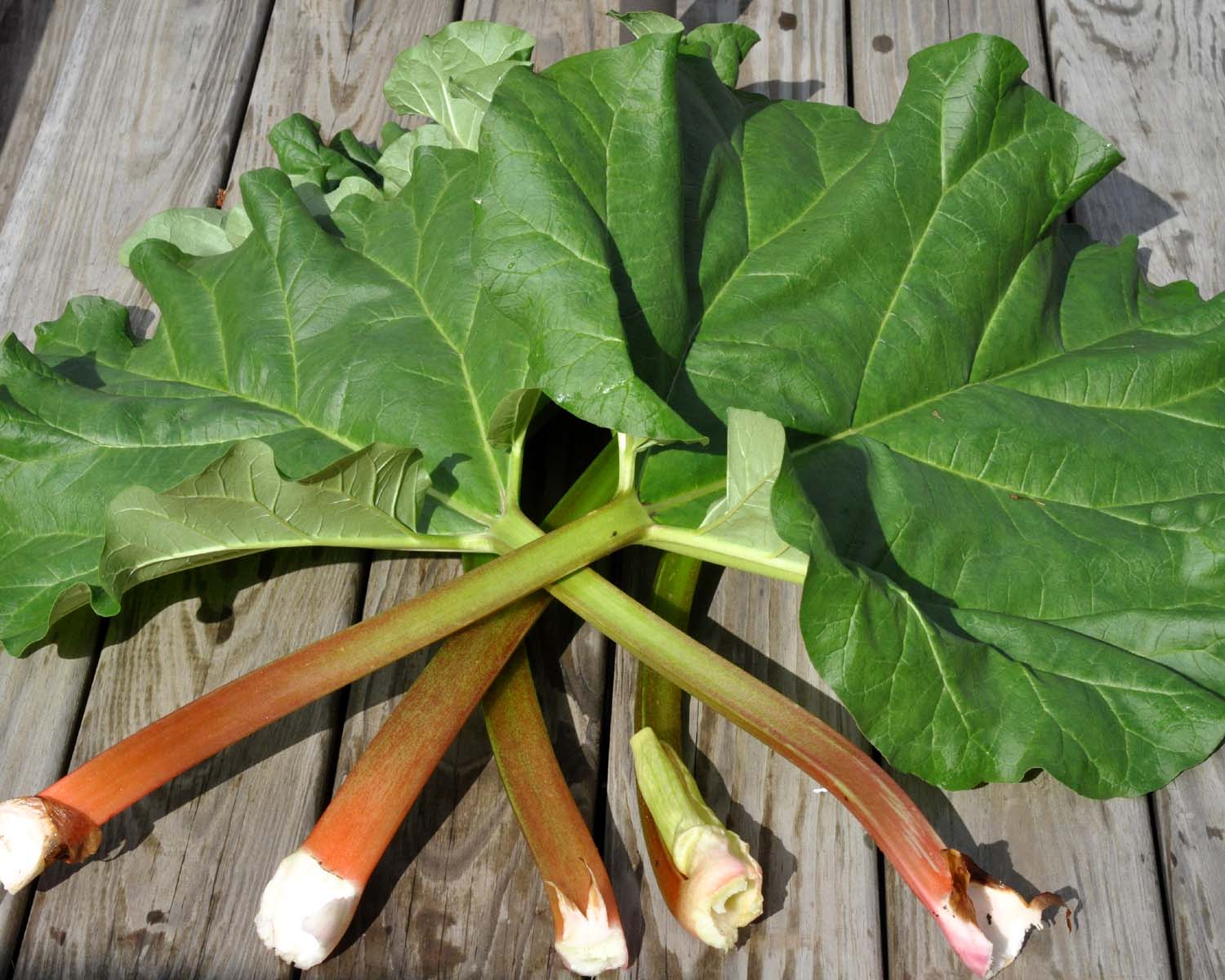 Beki Cook�s Cake Blog Rhubarb 101