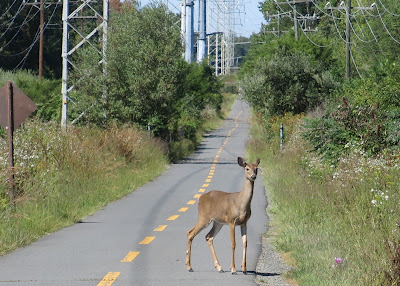 Bambi, September 22, 2016, 12:41:53 PM