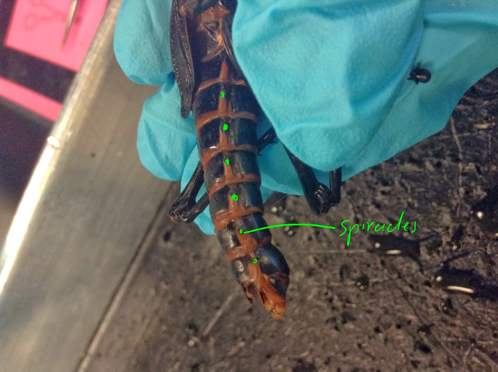 Set The House Spider Free Dissection