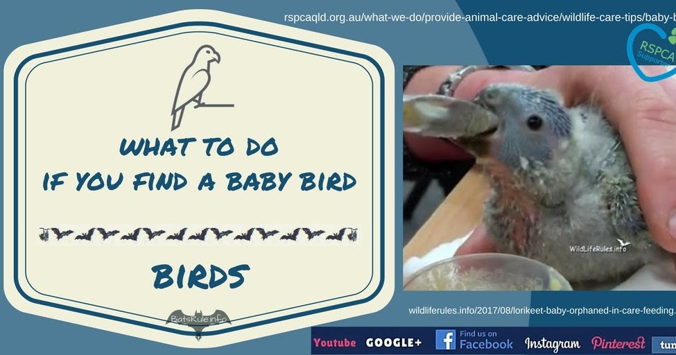 Rescue RSPCA What to do if you find a baby bird