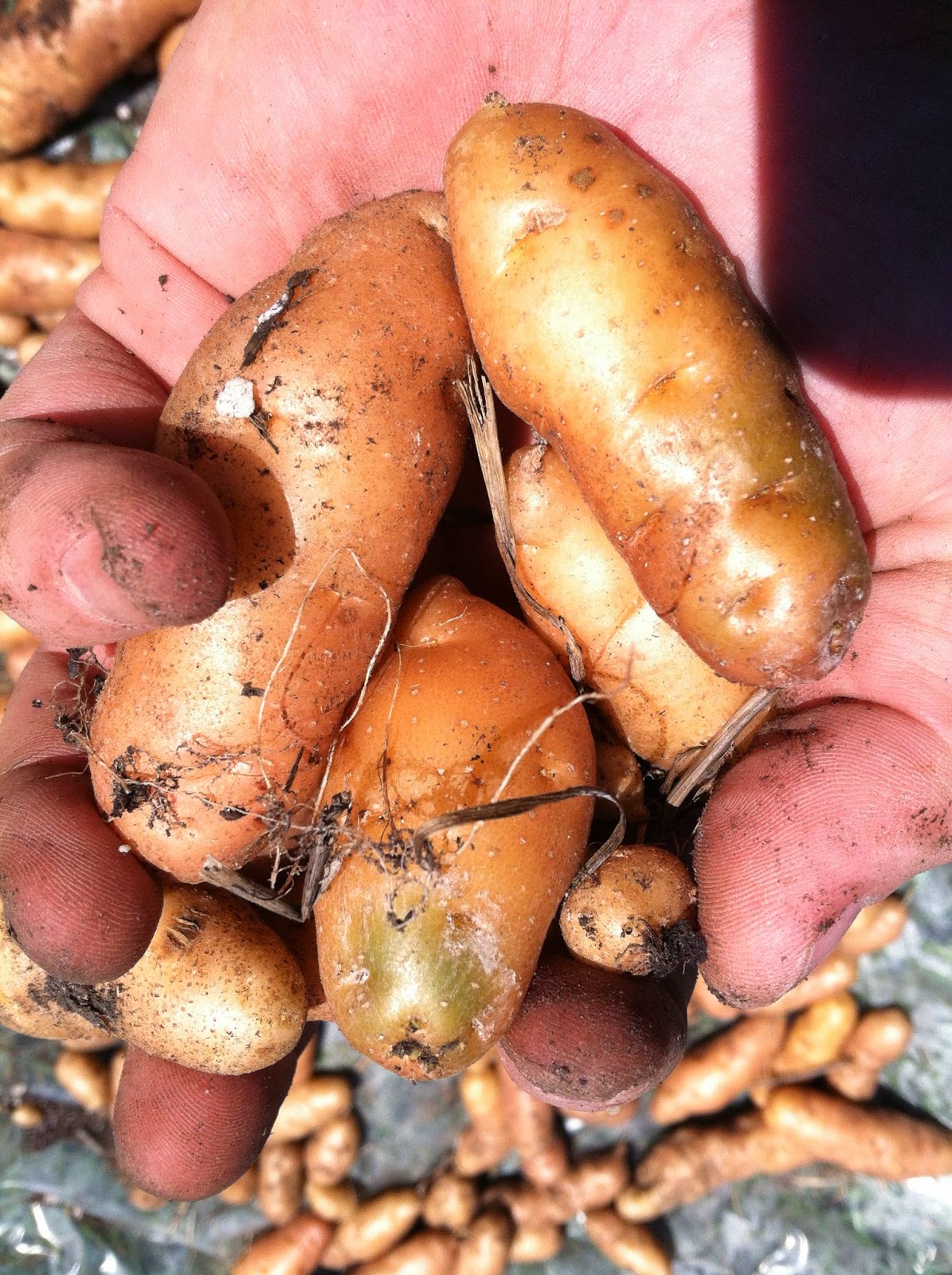 When to Harvest Fingerling Potatoes A Complete Guide PlantHD