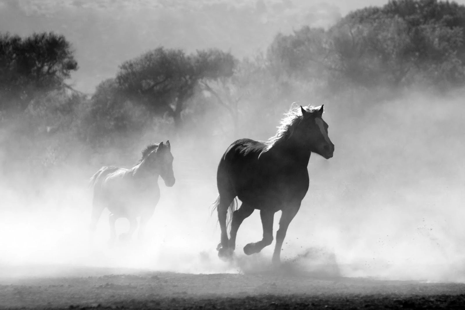 二頭の馬が霧の中を走っている