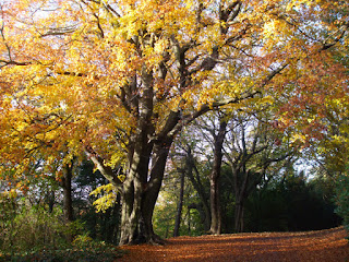 Striking autumn colours in Armstrong Park
