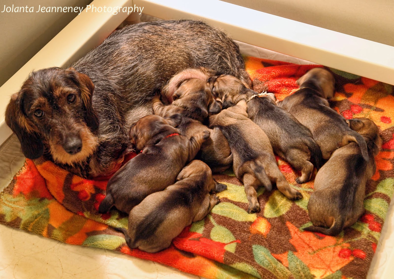borntotrack puppy journal Puppies might be getting too fat
