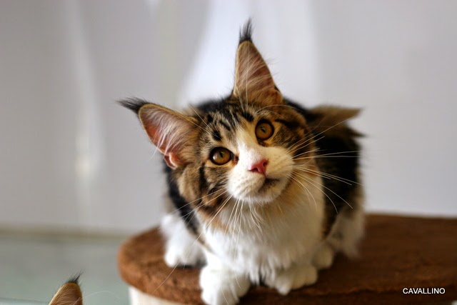 Cavallino 猫 ねこ ネコ 捨てる神あれば拾う神あり 子猫とレタス