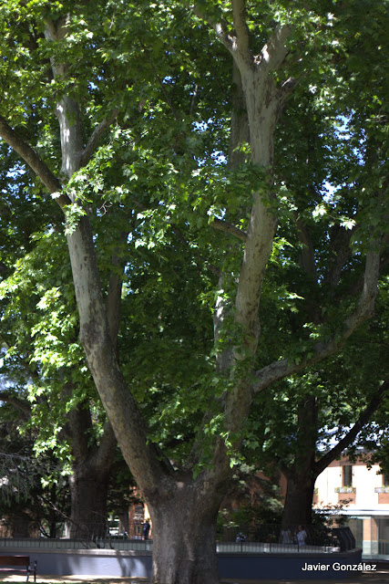 Parque del Retiro de Madrid. Itinerario 5.Jardines de Cecilio Rodríguez y Herrero Palacio