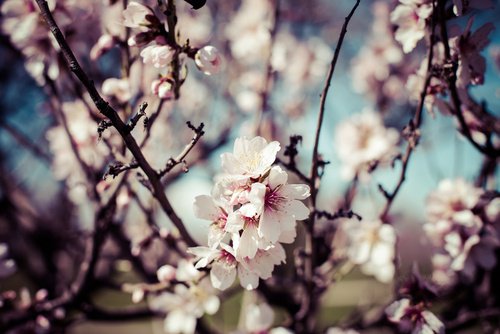 thé de fleurs de cerisier pour lutter contre la rétention d'eau thé de fleurs de cerisier pour lutter contre la rétention d'eau