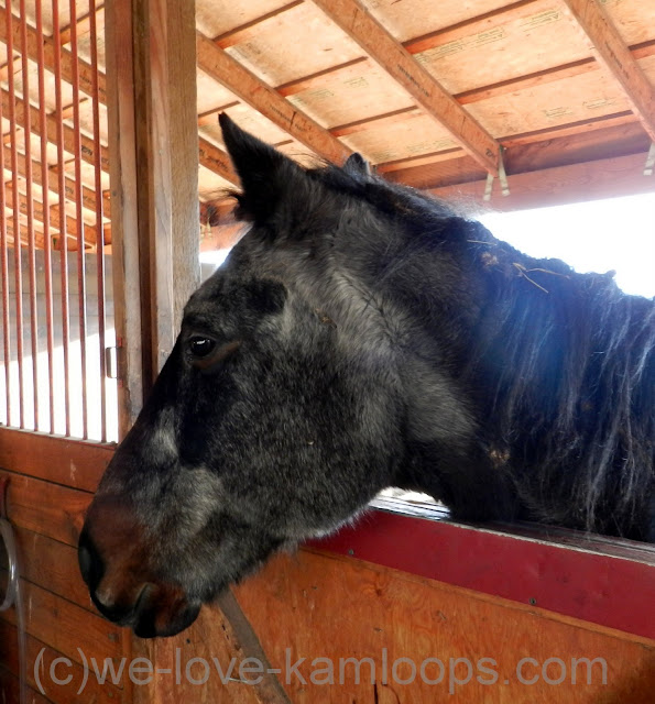 Albert the horse looks over the gate from his corral into the barn.