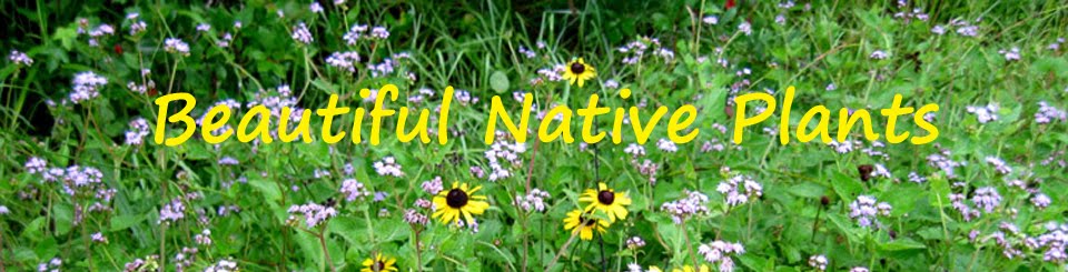 BeautifulNativePlants