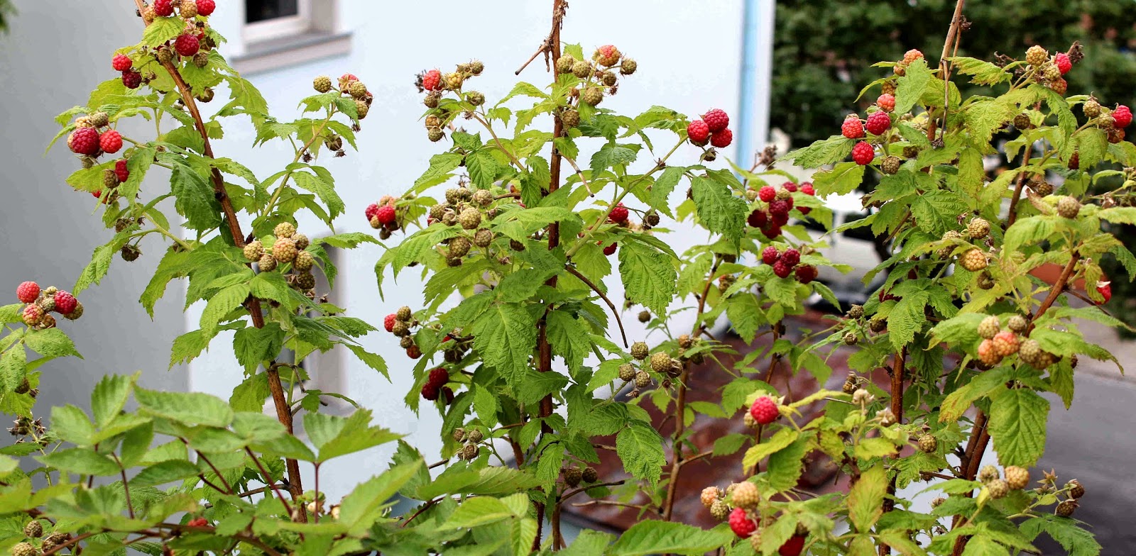 Amor&amp;Kartoffelsack: Käsekuchen mit Ricotta, Zitrone und Beeren der Saison