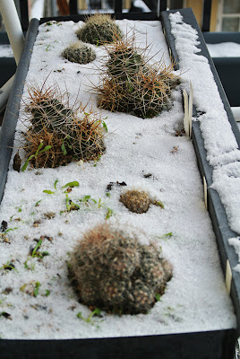 Flower box with Escobaria and Echinocereus cacti in the snow