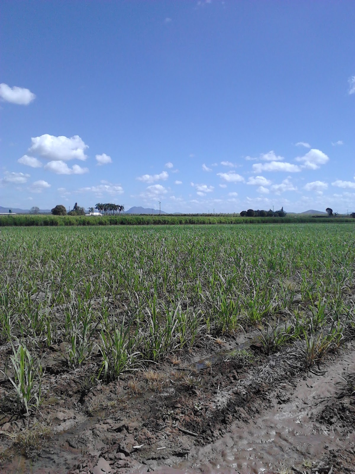 Sweet As! Update on NoTill plant cane.