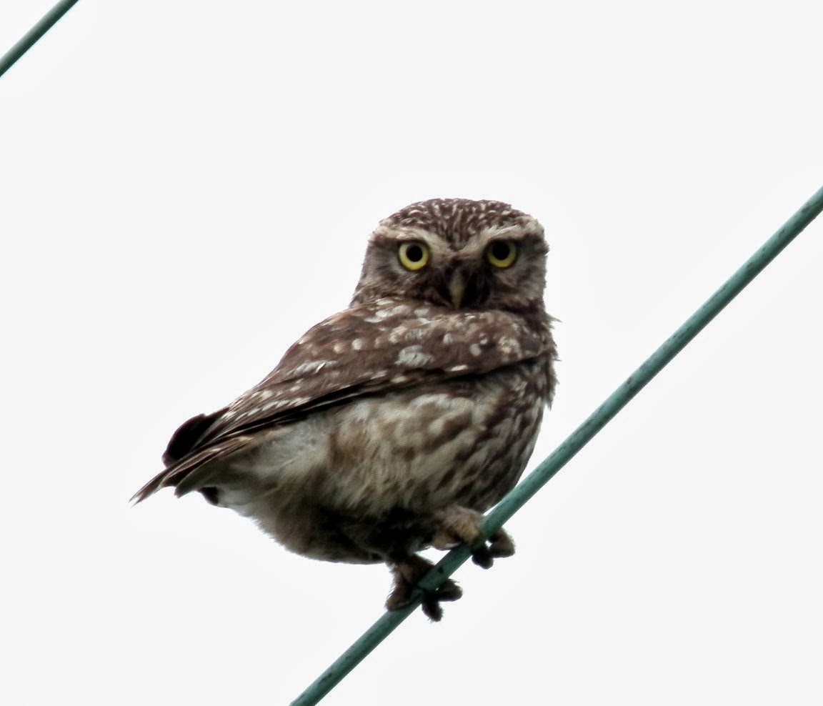 Shelf Moor    Little Owl