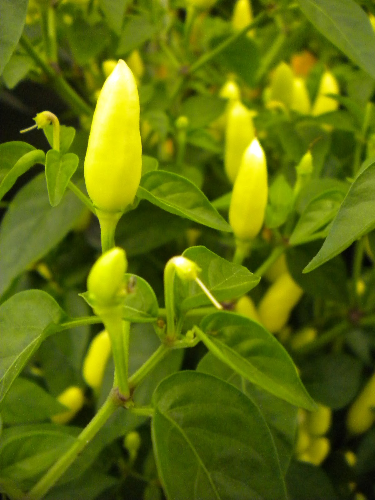 Chilli Pepper Heaven Gardners World 2011 Chilli Plant Displays