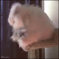 Crazy Cat GIF • Fluffy white Cat gone wild furiously shacking his head and body like crazy for no apparent reason haha