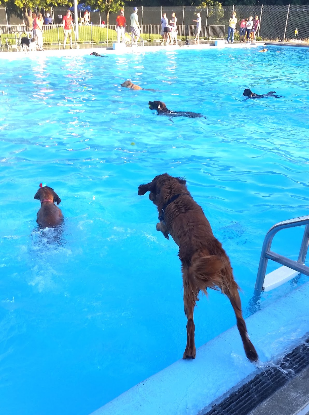 dog jumping in a pool