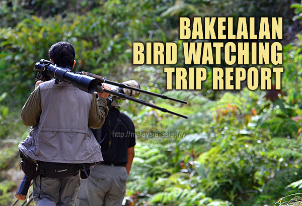 Bakelalan Bird Watching Trip Report Birding Trip Report Bakelalan Sarawak
