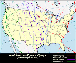 migration bird north flyway flyways american routes birds map america maps pacific central mississippi migratory which texas migrate atlantic goose