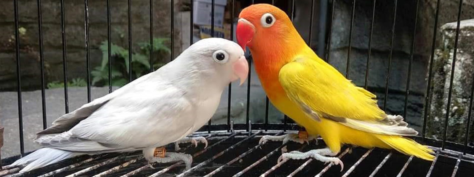 Perbedaan Lovebird Lutino Dan Clearpied Gs Ternak Lovebird Dan