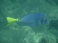 Marine Life at Galapagos Islands