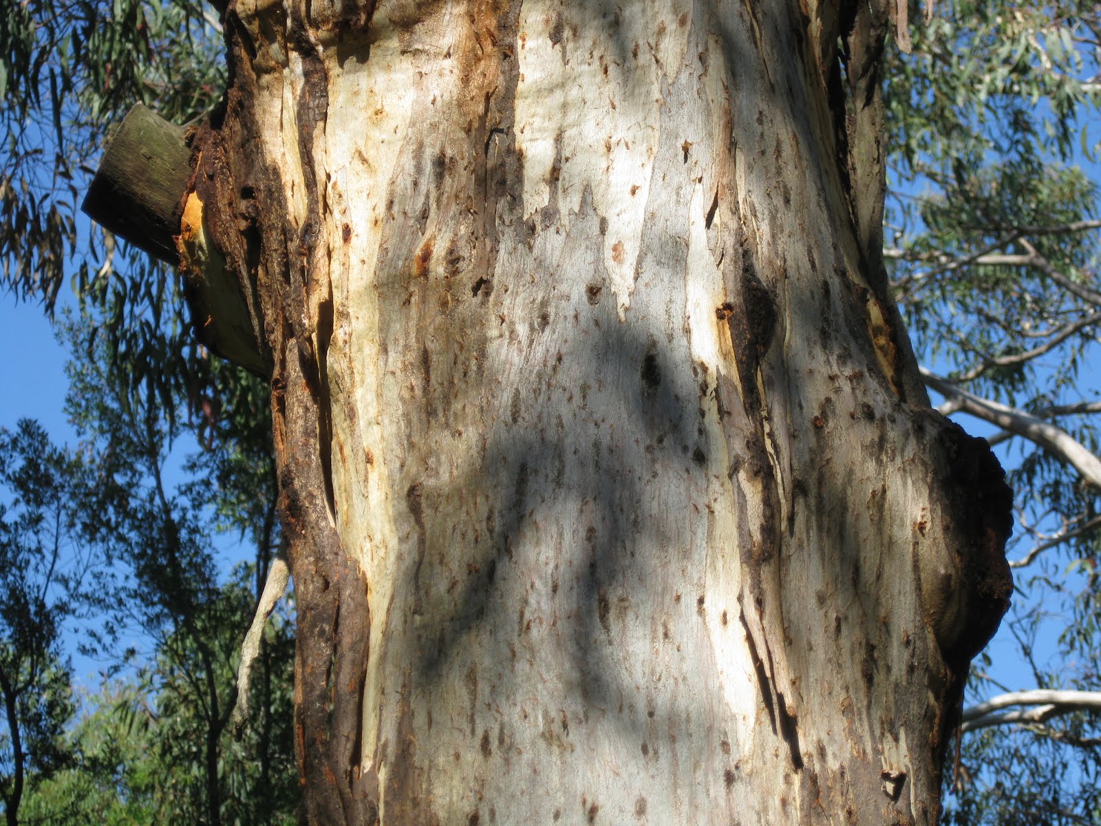 Robin's Double Life Manna gum leaves are koalas top food