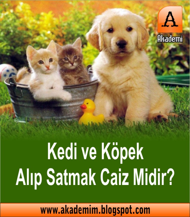 Gerçek Tarih ve Kültür Akademi Dergisi Mehmet Fahri Sertkaya Kedi