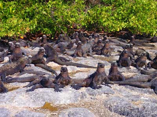 Punta Espinosa Marine Iguanas Sun Bathing, Fernandina, Galapagos