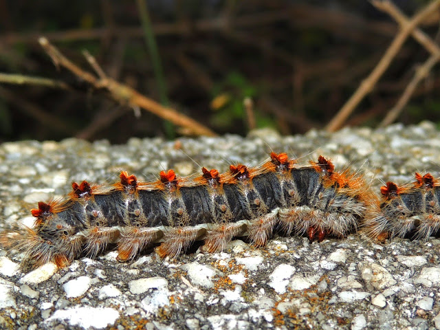La oruga de Thaumetopoea pityocampa La oruga de Thaumetopoea pityocampa