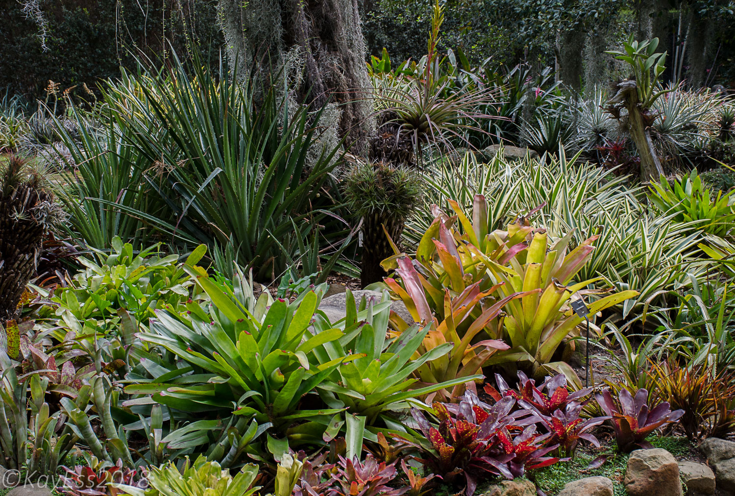 Slots Lotus Land Slots Lotus Land