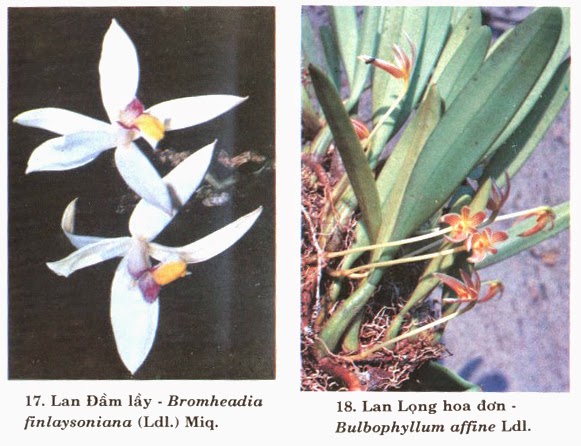 Chi lan lọng Việt Nam (Bulbophyllum)