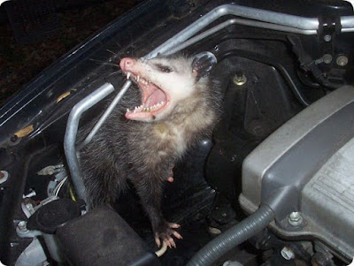 7 Cara Ampuh Melindungi Mesin Mobil Dari Tikus Autoexpose