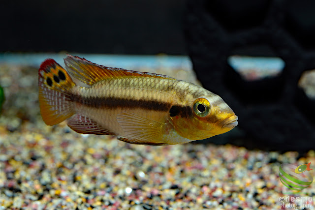 F1. Pelvicachromis subocellatus(Moanda)