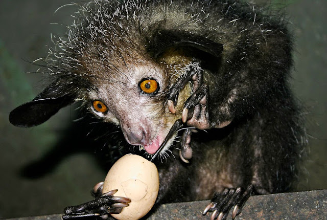Ai-Ai ou Aye-Aye ou aie-aie