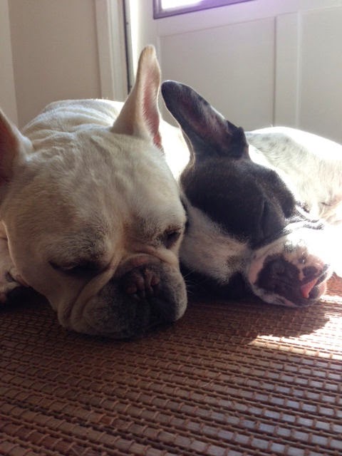 Two French Bulldogs: Give Cancer the Paw